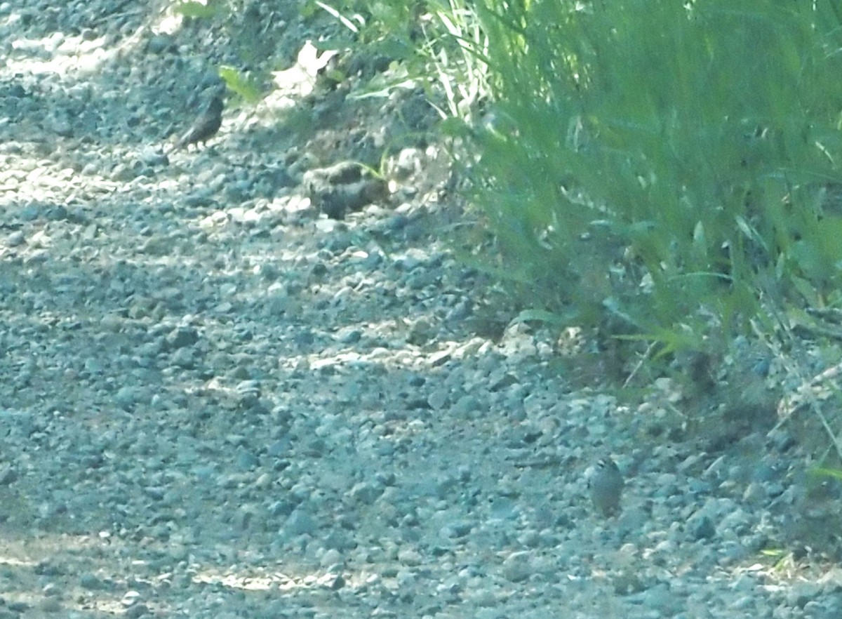 Chipping Sparrow - ML637737032