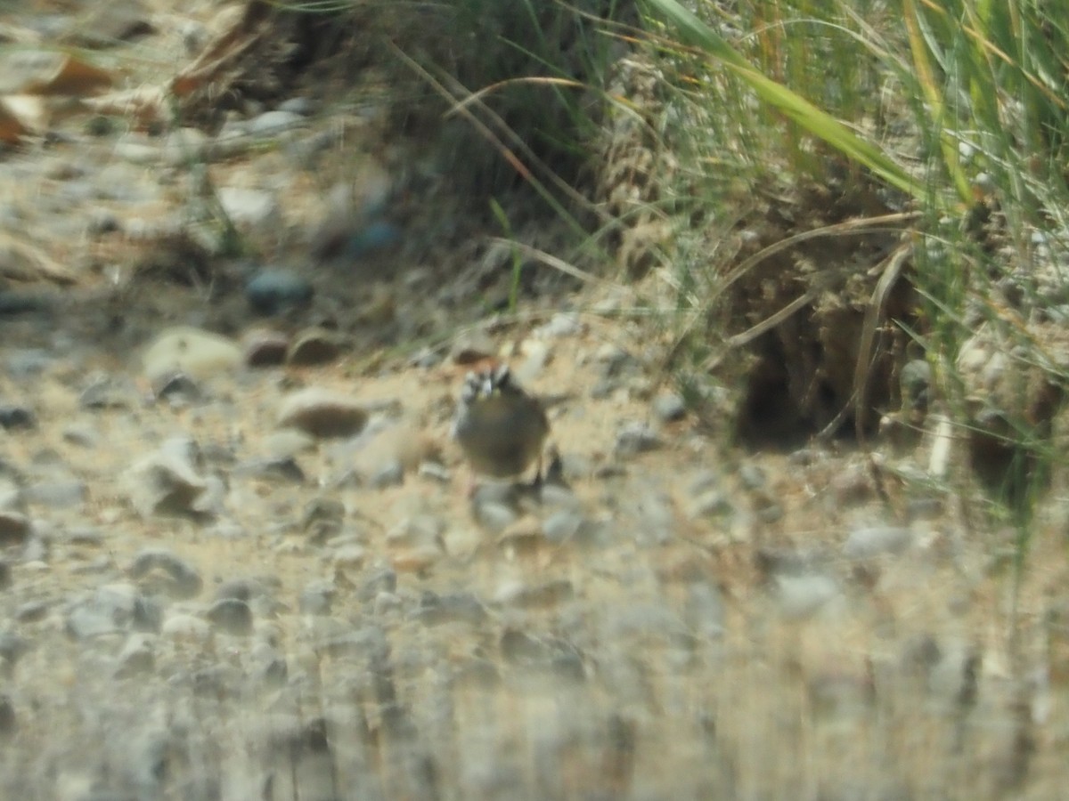 Chipping Sparrow - ML637737035