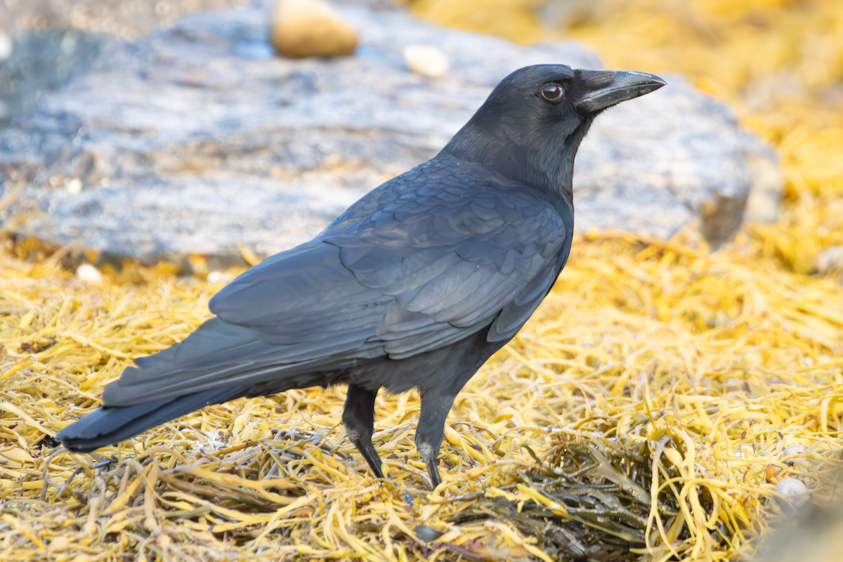 American Crow - ML637737073