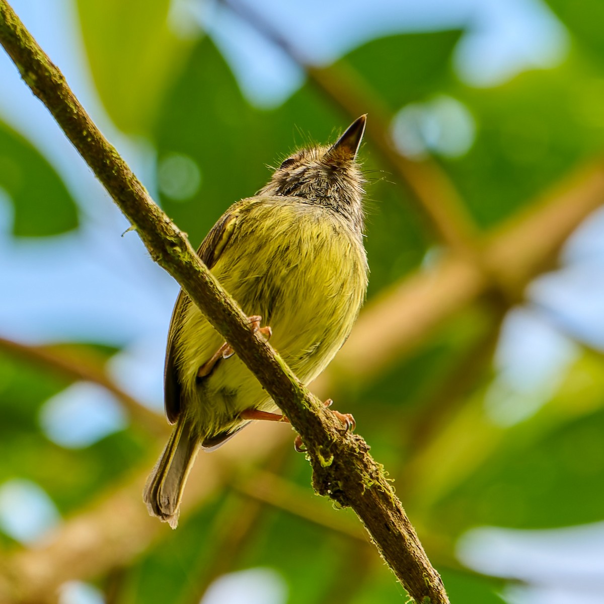 Eared Pygmy-Tyrant - ML637737080