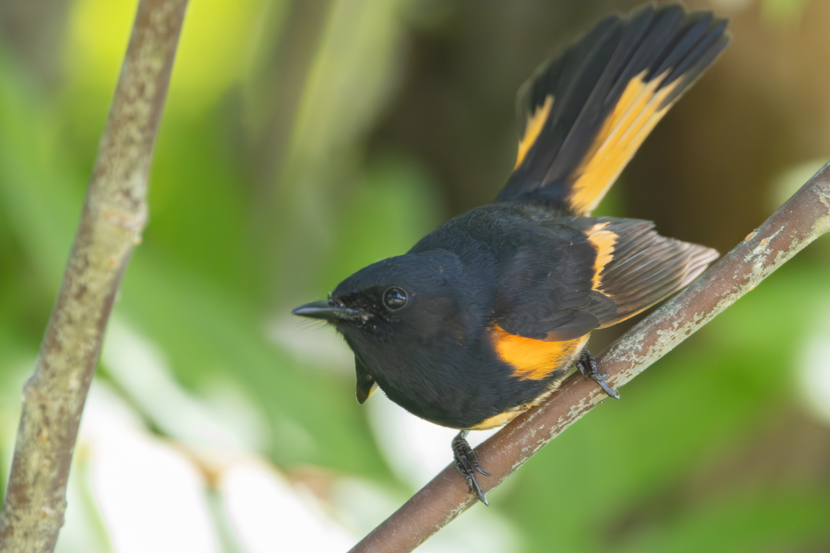 American Redstart - ML637737087