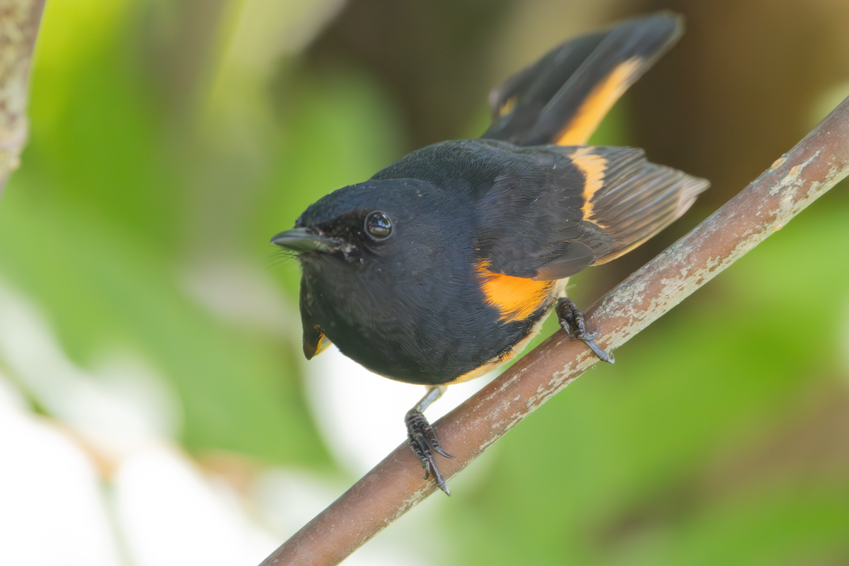 American Redstart - ML637737088