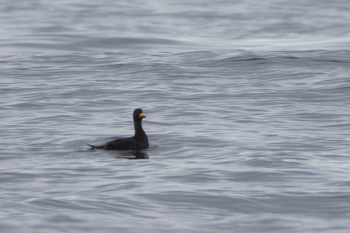 Black Scoter - ML637737122