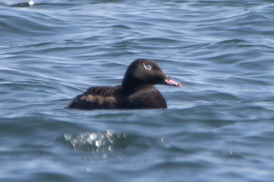 White-winged Scoter - ML637737162