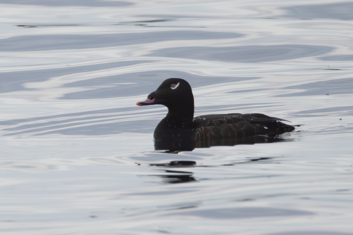 White-winged Scoter - ML637737163