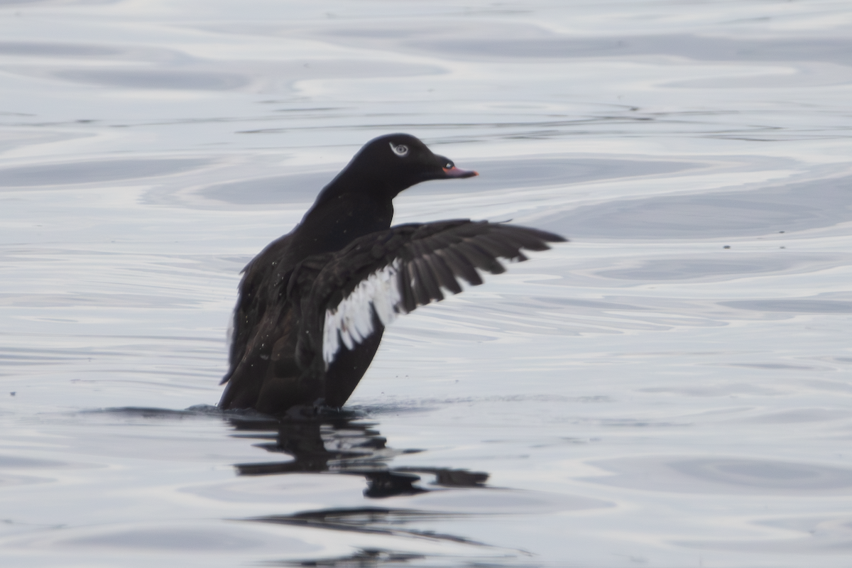 White-winged Scoter - ML637737164