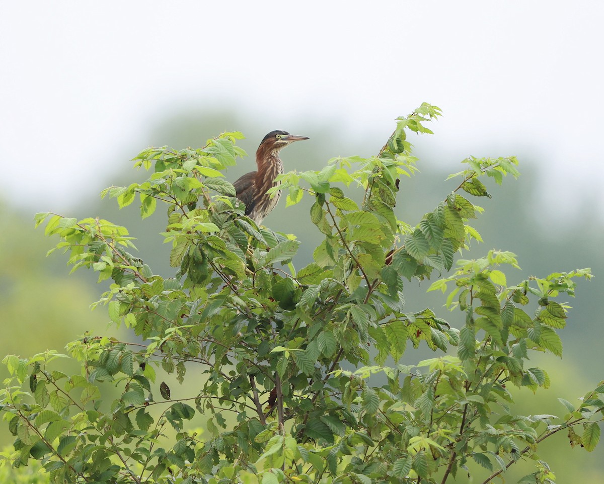Green Heron - ML637737181