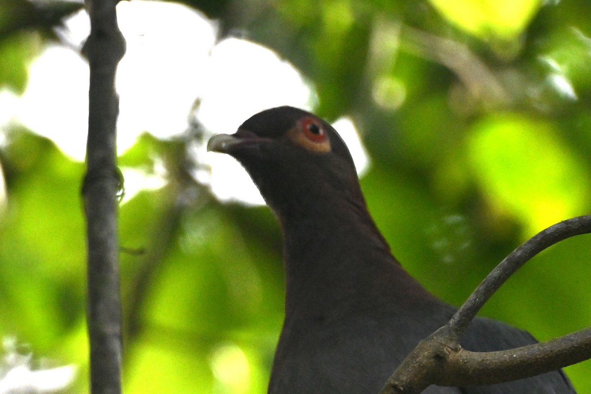 Scaly-naped Pigeon - ML637737209