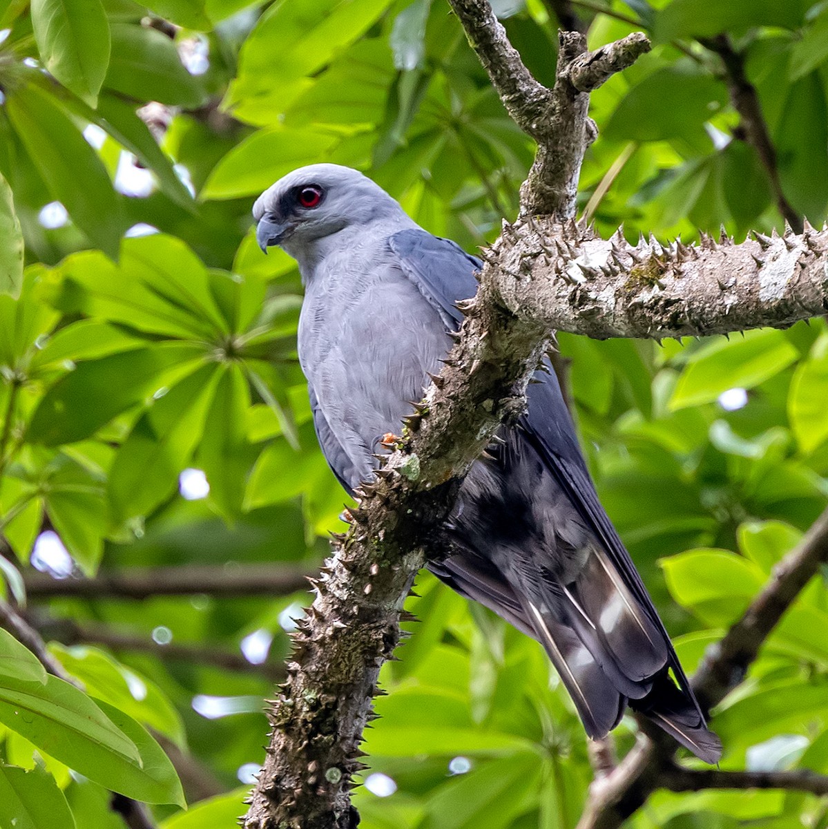 Plumbeous Kite - ML637737210