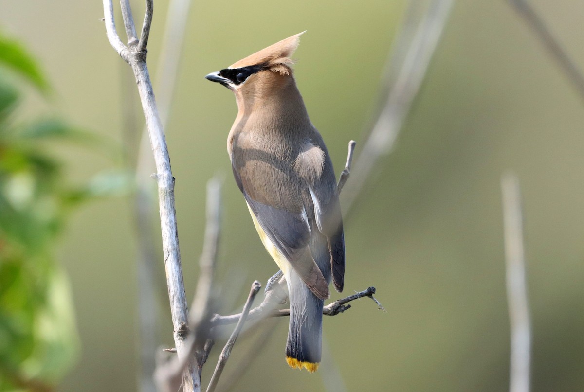 Cedar Waxwing - ML637737227