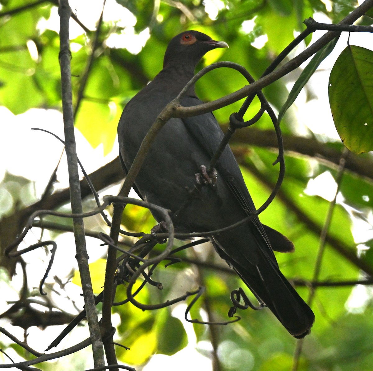Scaly-naped Pigeon - ML637737228