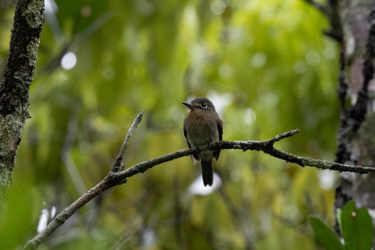 Rusty-breasted Nunlet - ML637737229