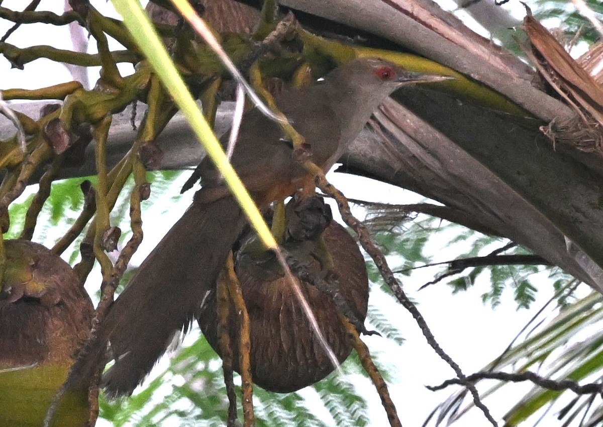 Puerto Rican Lizard-Cuckoo - ML637737241