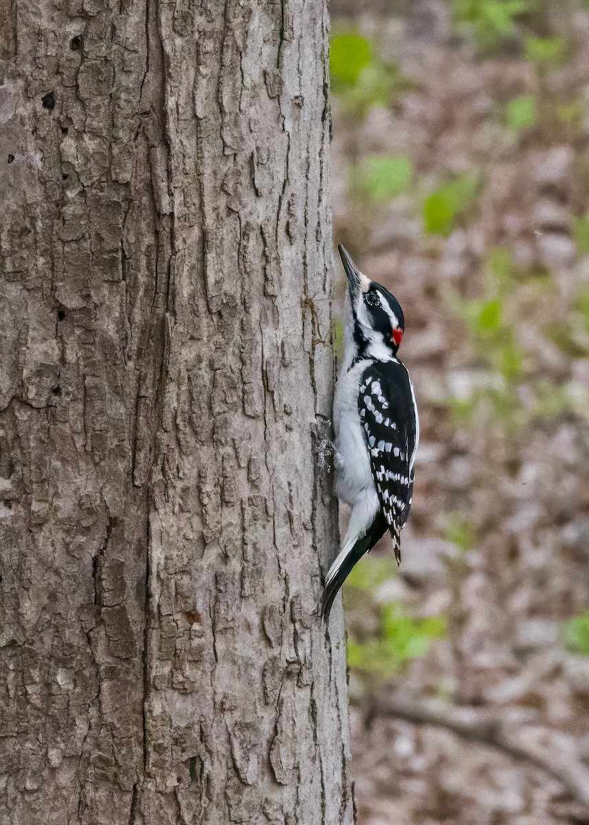 Hairy Woodpecker - ML637737245