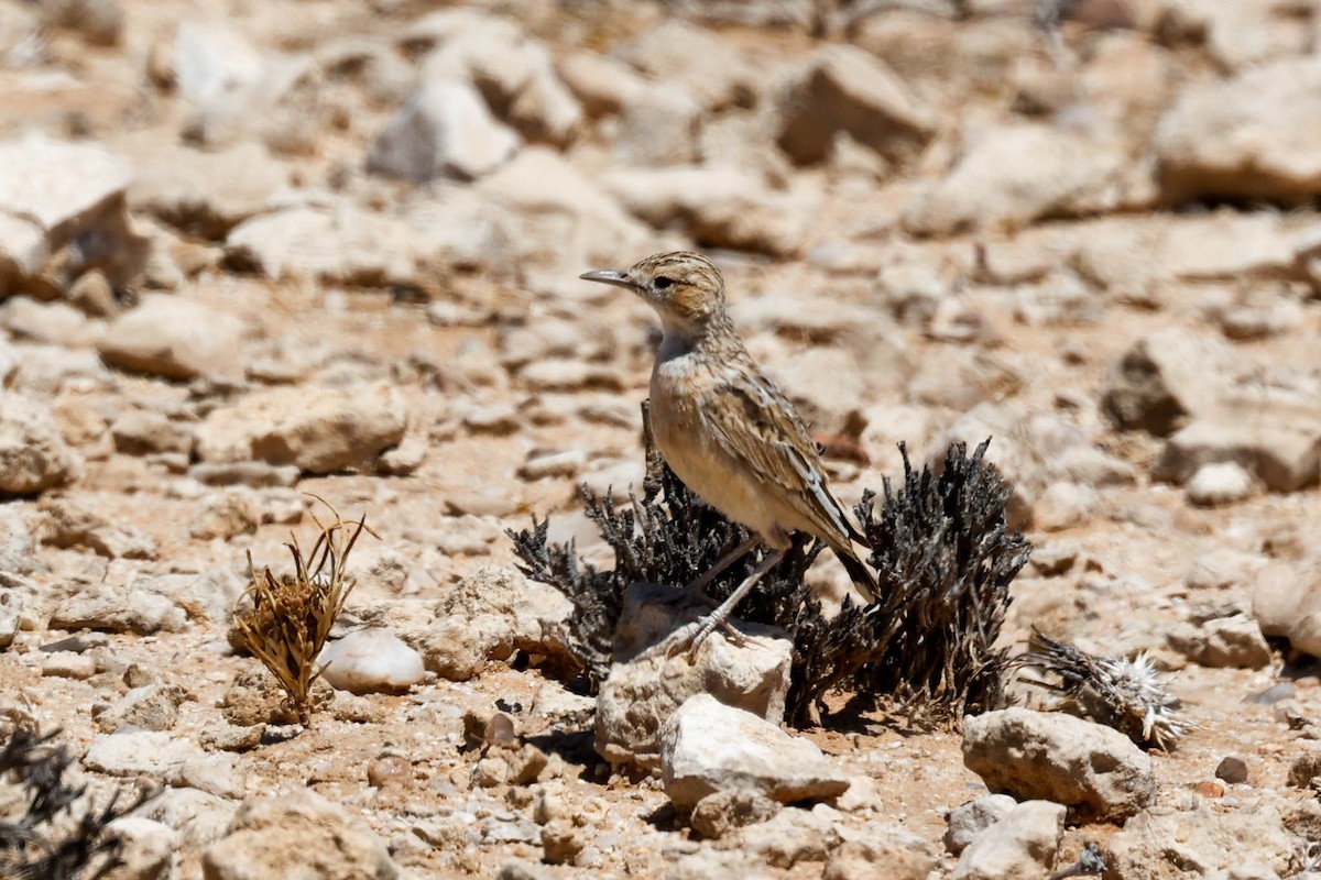 Spike-heeled Lark - ML637737266