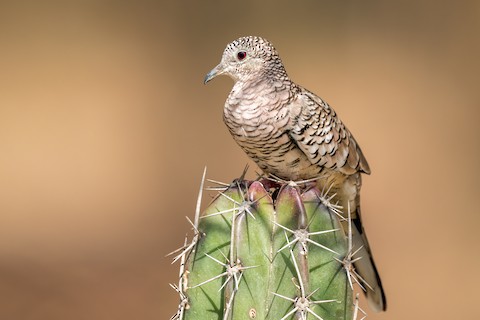 Scaled Dove - Columbina squammata - Media Search - Macaulay Library and  eBird