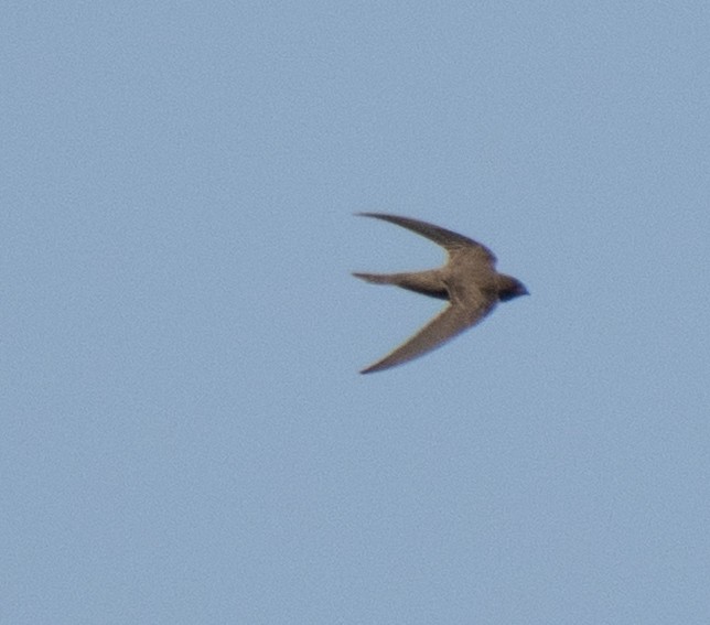 Mottled Swift - ML637737304