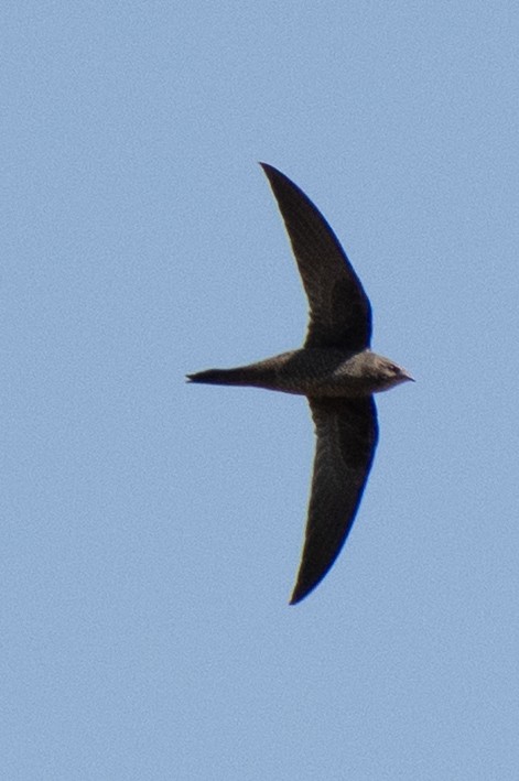 Mottled Swift - ML637737305