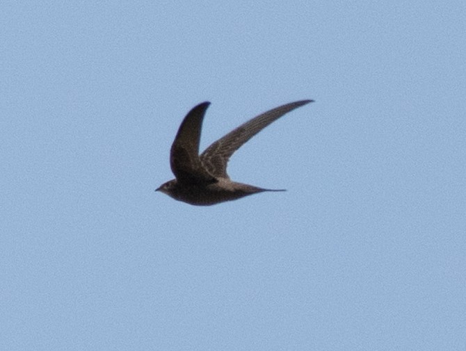 Mottled Swift - ML637737306