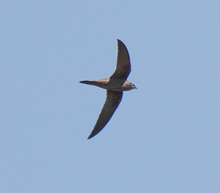 Mottled Swift - ML637737307