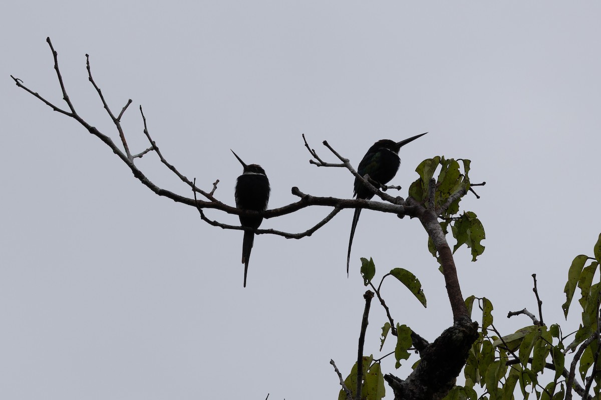 Paradise Jacamar - ML637737333