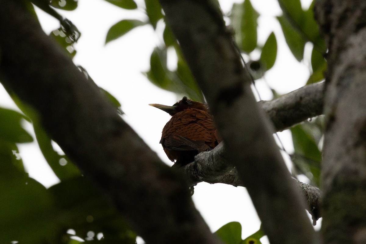 Waved Woodpecker (Scale-breasted) - ML637737336