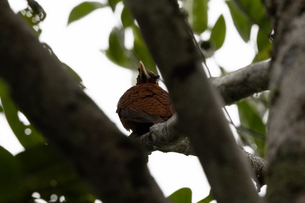 Waved Woodpecker (Scale-breasted) - ML637737345