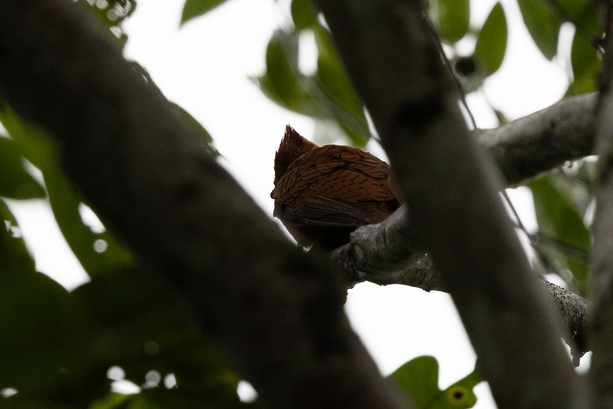 Waved Woodpecker (Scale-breasted) - ML637737346