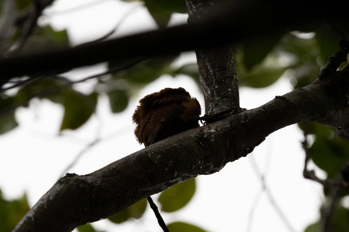 Waved Woodpecker (Scale-breasted) - ML637737349