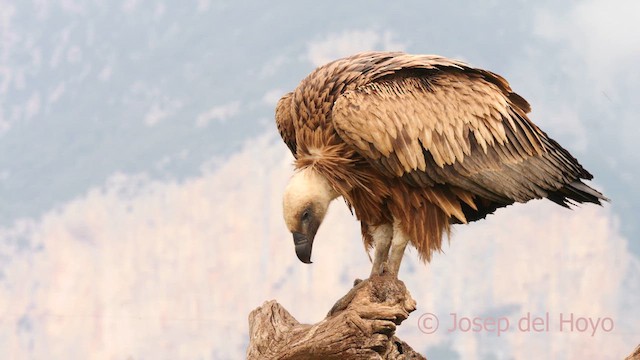 Eurasian Griffon - ML637737351