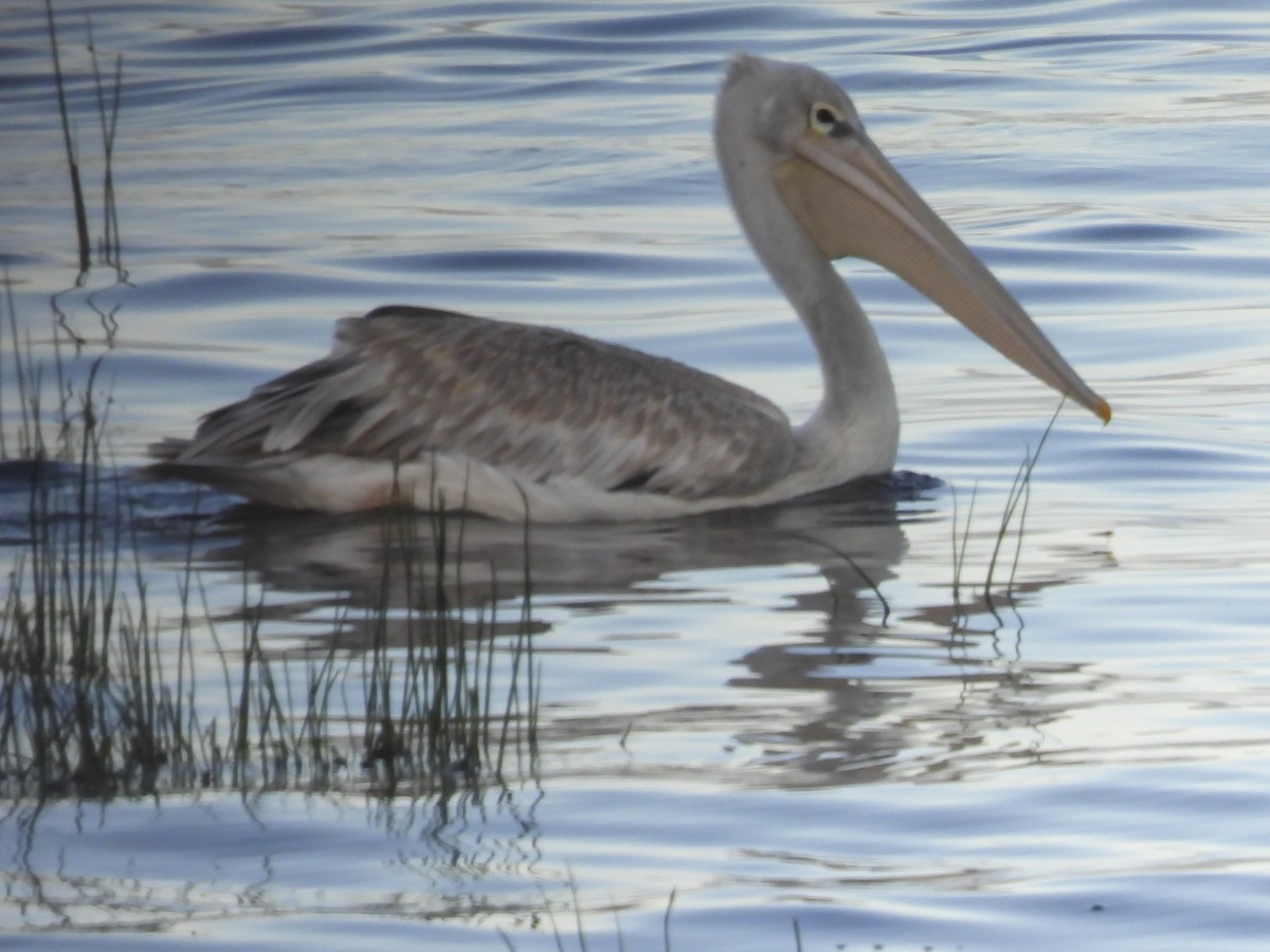 Pink-backed Pelican - ML637737363