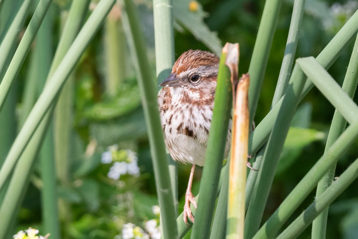 Song Sparrow - ML637737463