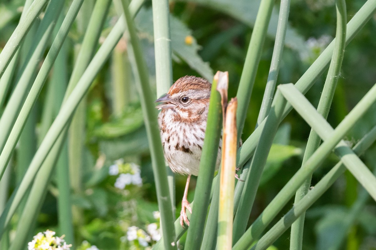 Song Sparrow - ML637737464