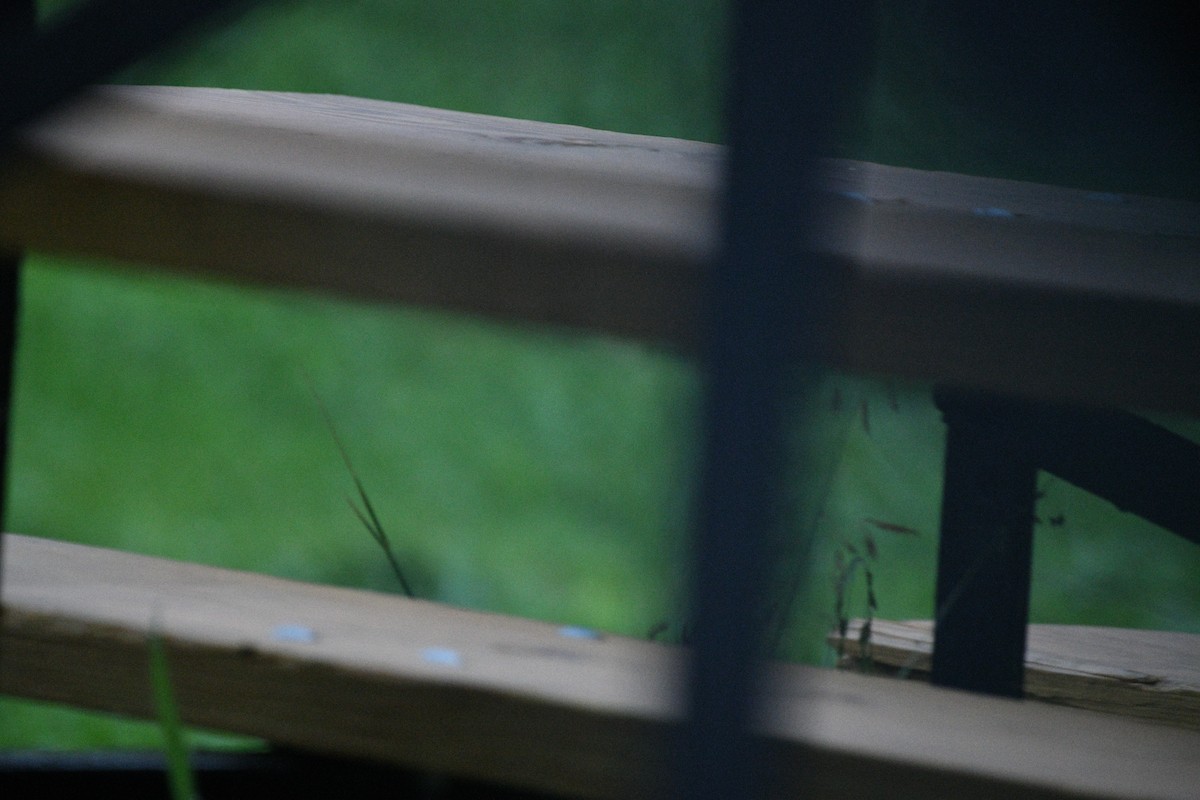 Acadian Flycatcher - ML637737486