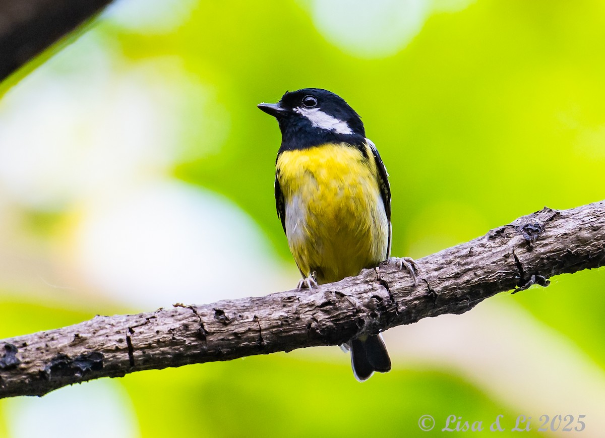 Mésange gracieuse - ML637737506