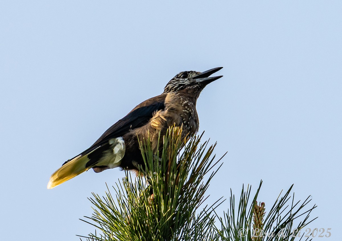 Southern Nutcracker - ML637737518