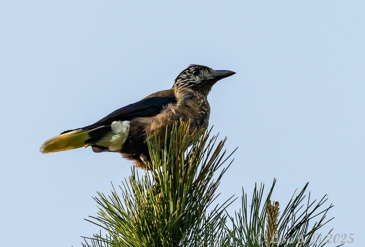 Southern Nutcracker - ML637737519