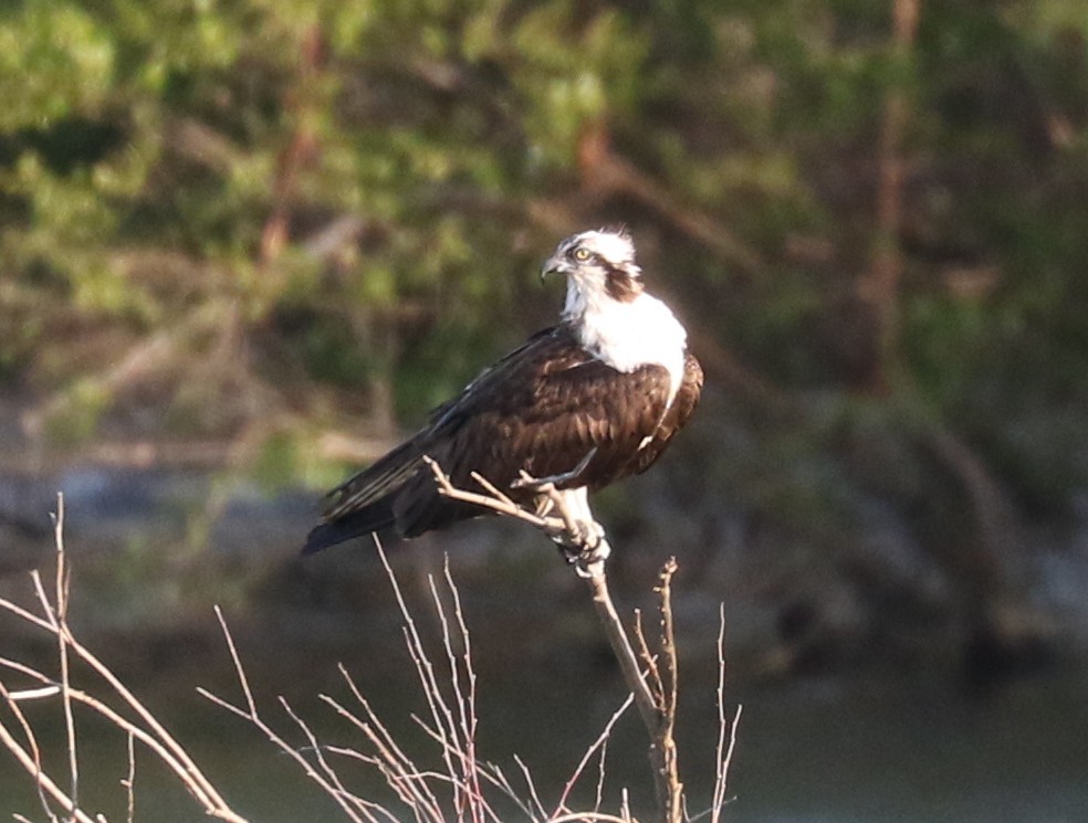 Osprey - ML637737520