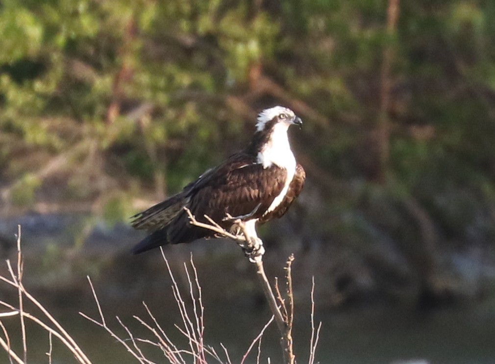 Osprey - ML637737521