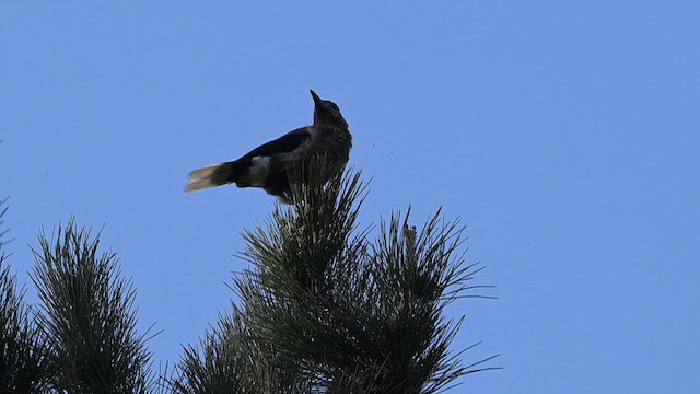 Southern Nutcracker - ML637737572