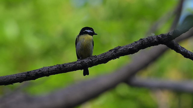 Mésange gracieuse - ML637737591