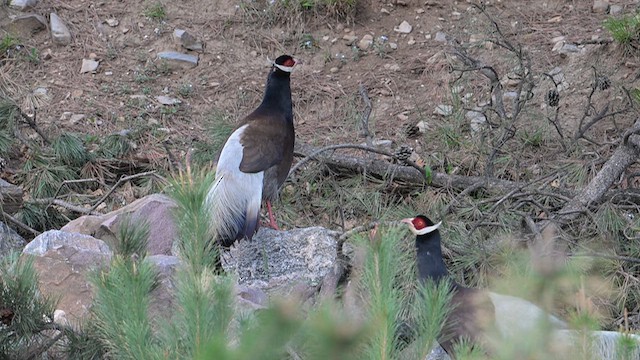 Brown Eared-Pheasant - ML637737675