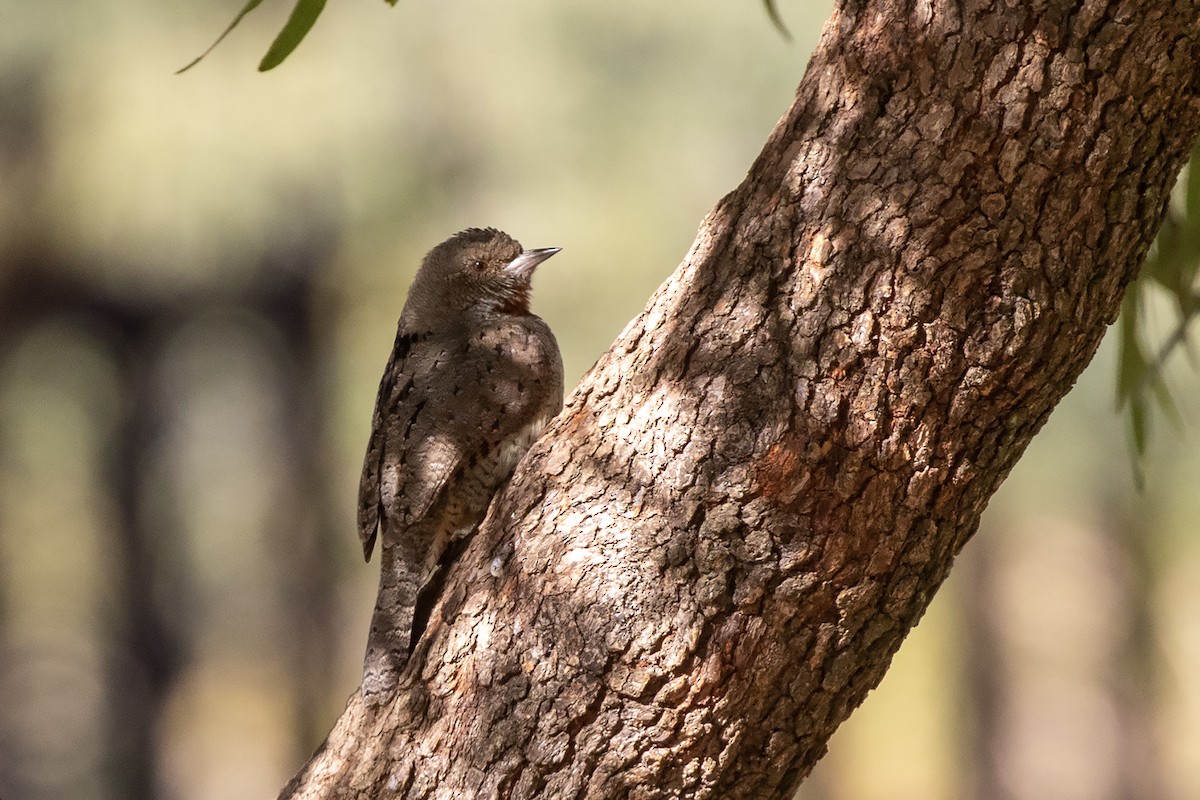 Red-throated Wryneck (Rufous-necked) - ML637737681