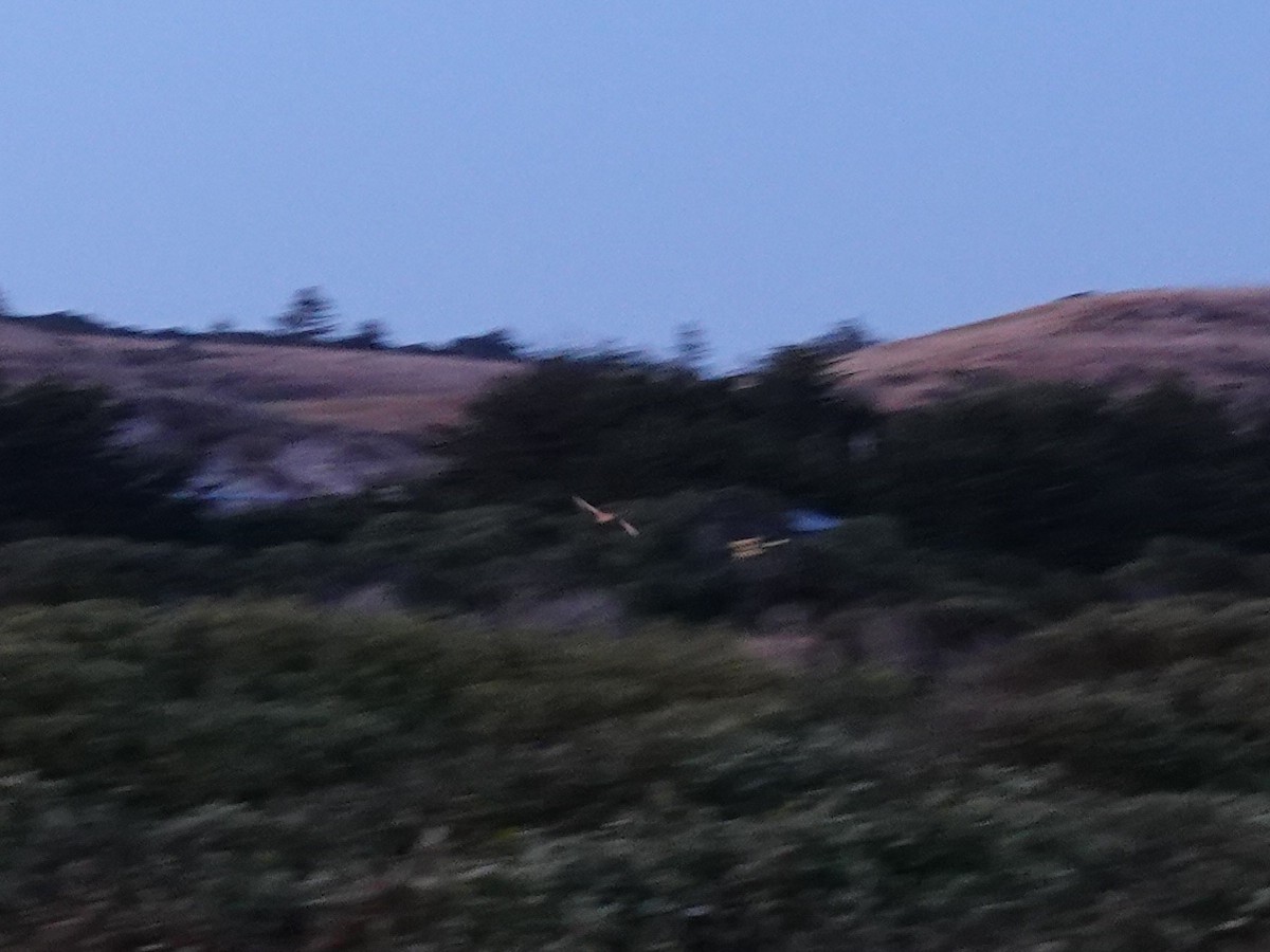 American Barn Owl - ML637737683
