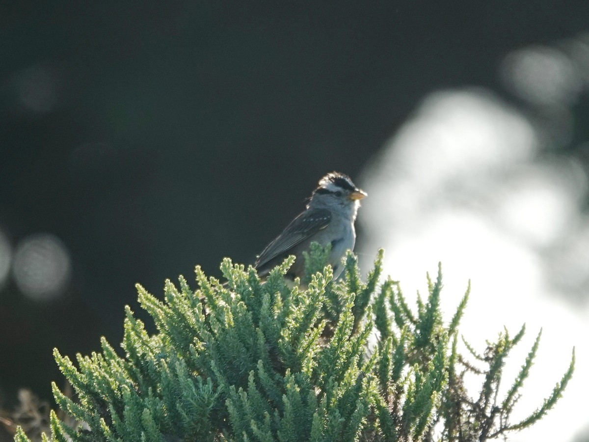White-crowned Sparrow - ML637737697