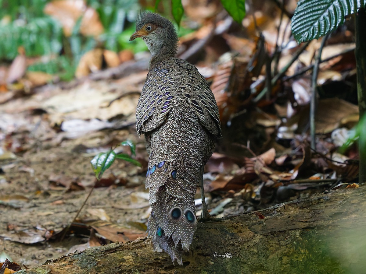Gray Peacock-Pheasant - ML637737727