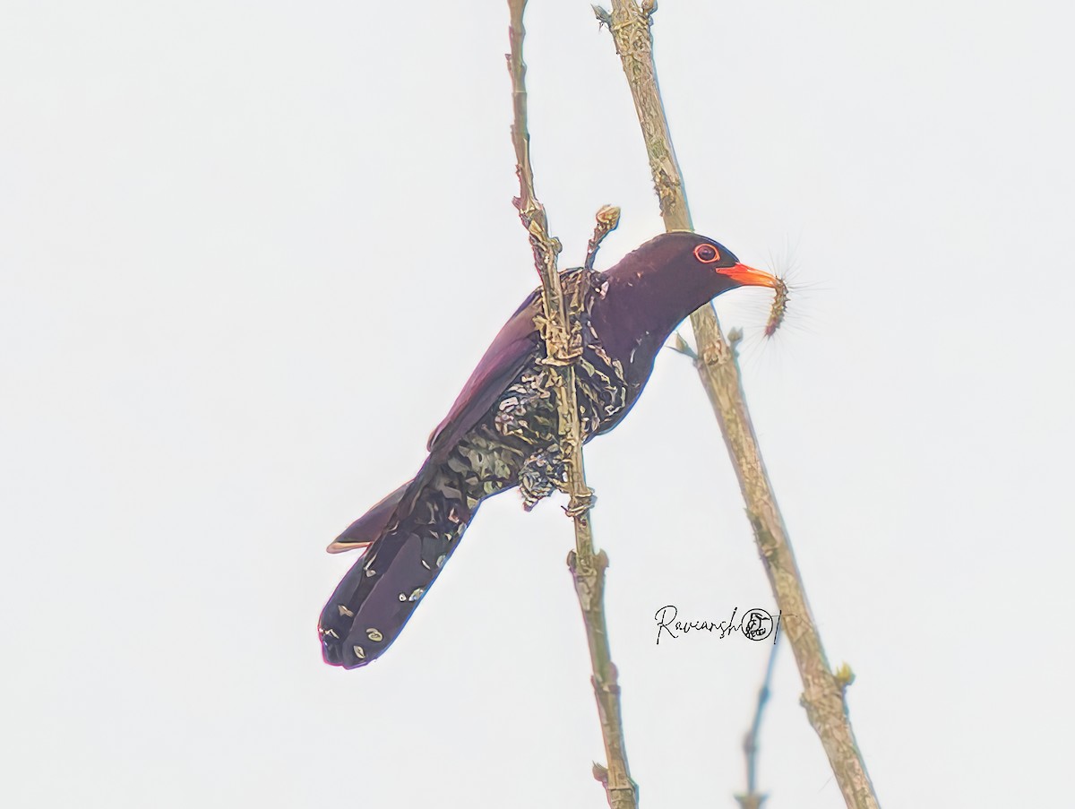 Violet Cuckoo - ML637737741