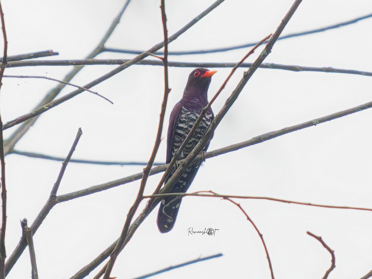 Violet Cuckoo - ML637737742