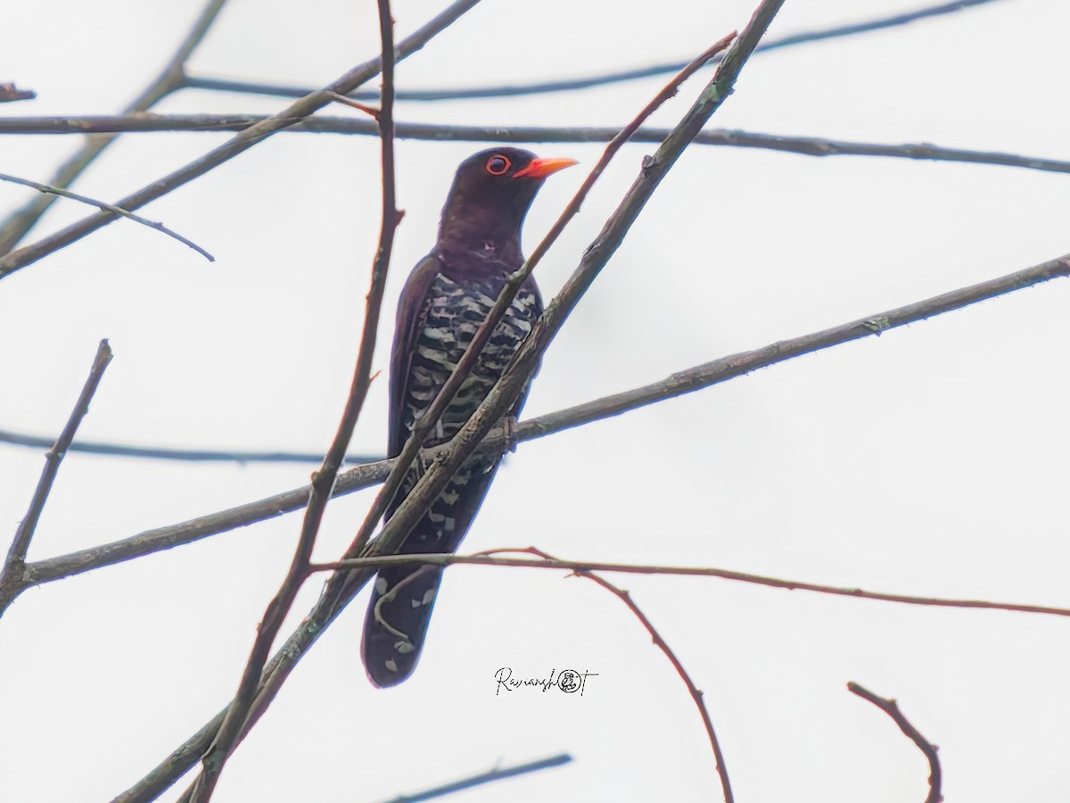 Violet Cuckoo - ML637737743