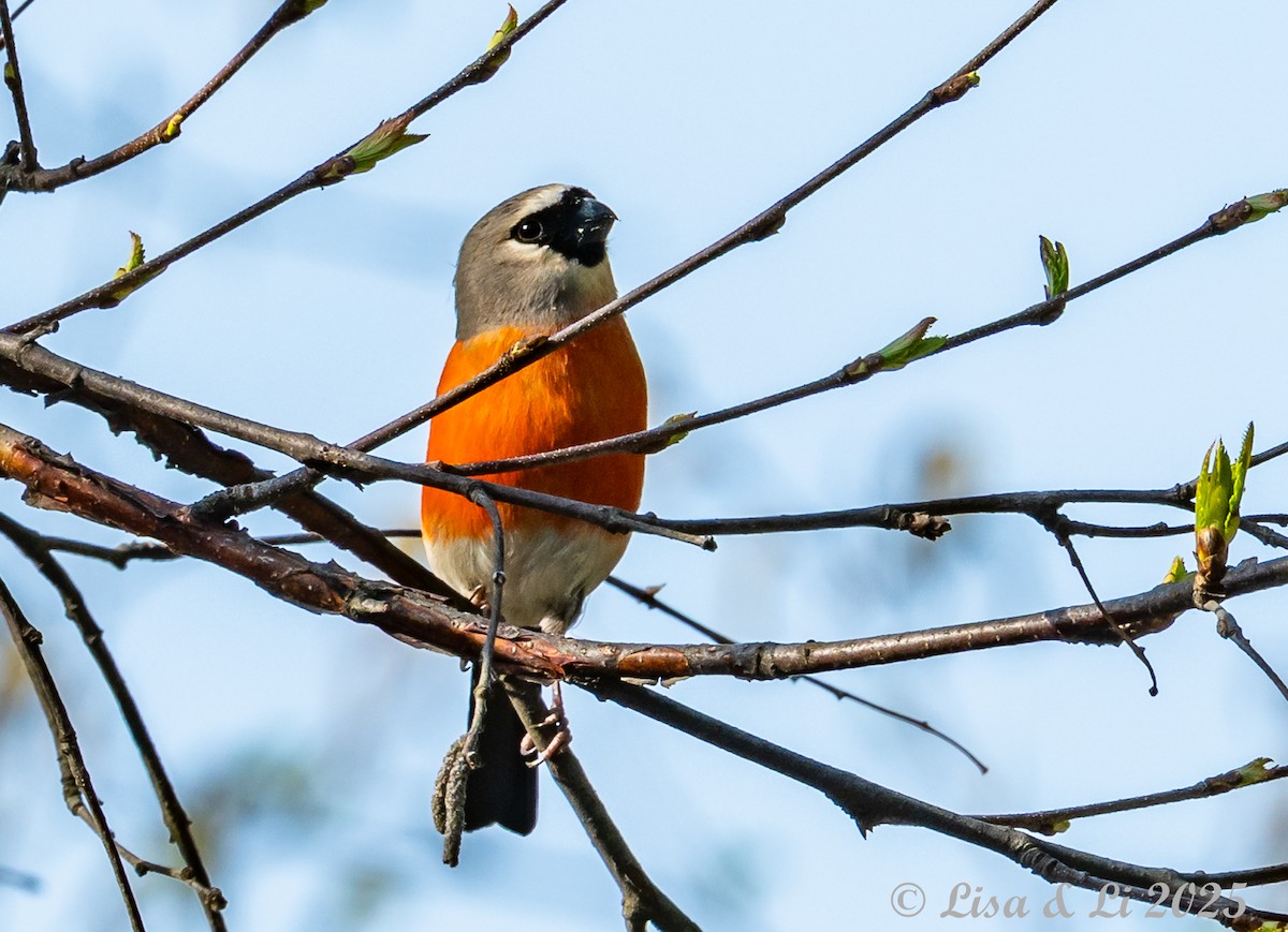 Gray-headed Bullfinch - ML637737762